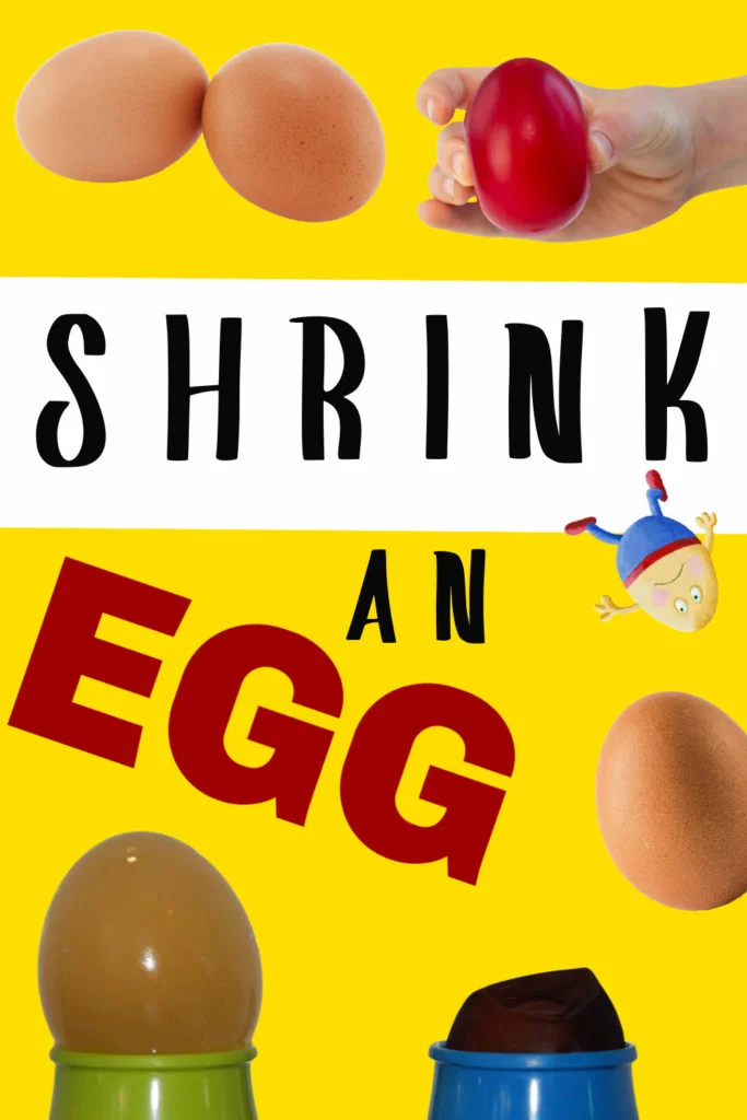 Eggs that have shrunk and grown in different solutions
