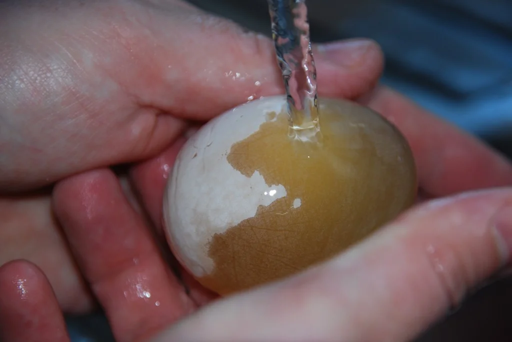 washing the shell from an egg after it has been soaked in vinegar