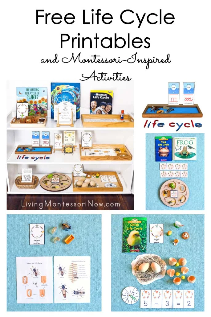 Free Life Cycle Printables and Montessori-Inspired Activities Free Life Cycle Printables and Montessori-Inspired Activities