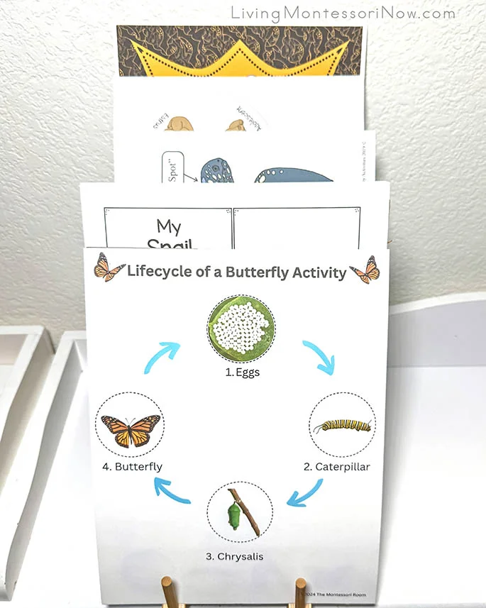 Life Cycle Printables Life Cycle Printables