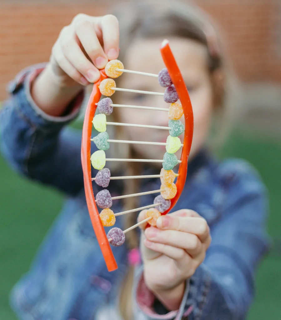 Candy DNA model for educational purposes