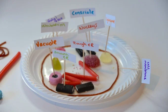 Candy model of an animal cell