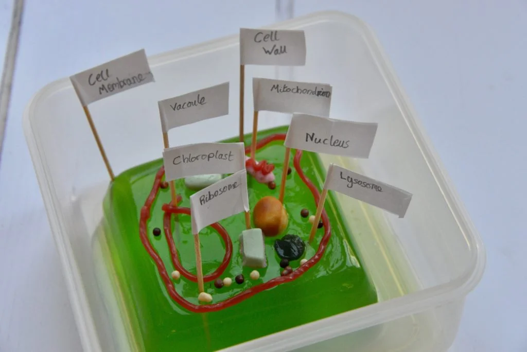Jelly plant cell model made with jelly and sweets