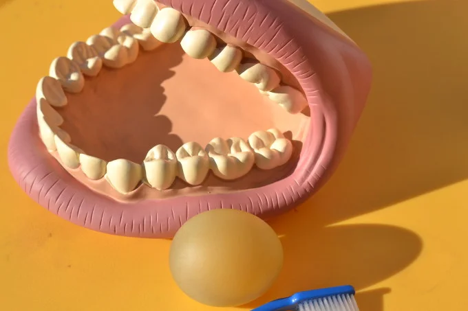Exploring Tooth Decay Through Eggshell Experiments: A Fun Educational Activity