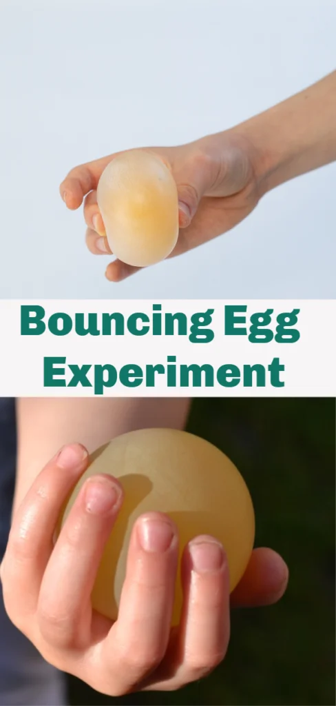 Bouncy Egg Experiment - remove the shell from an egg and watch it bounce! Easy science for kids!