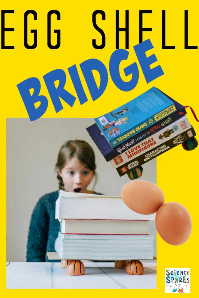 Eggshell bridge demonstration