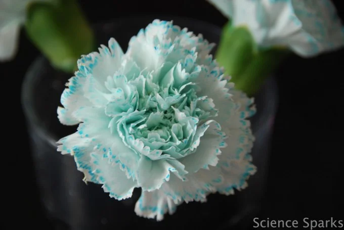 Colored petals from a carnation experiment